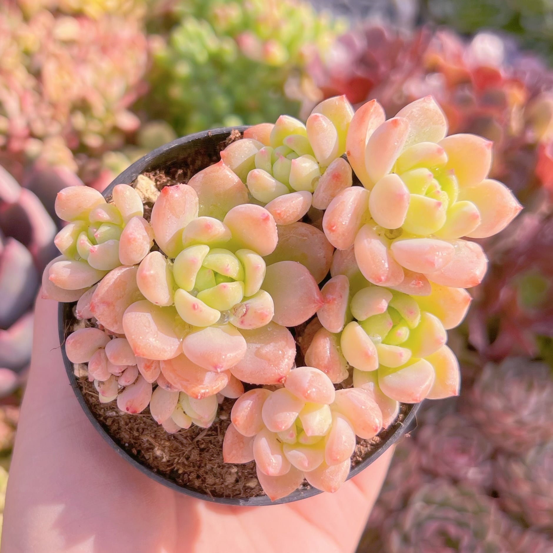 現品　玉環#B06　古株　るる農園