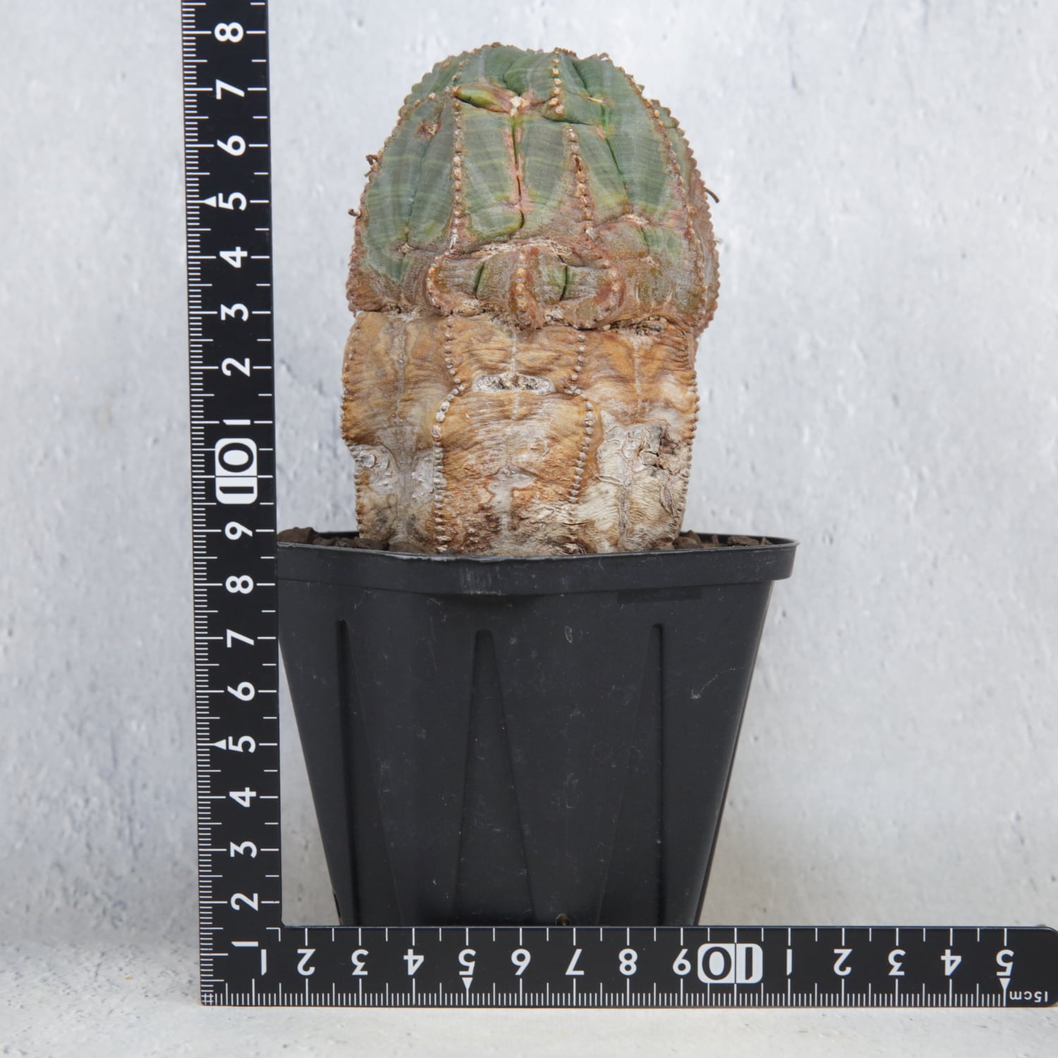 超厳選株】超大株 直径約7.7cm マウンテン 捻じれ オベサ