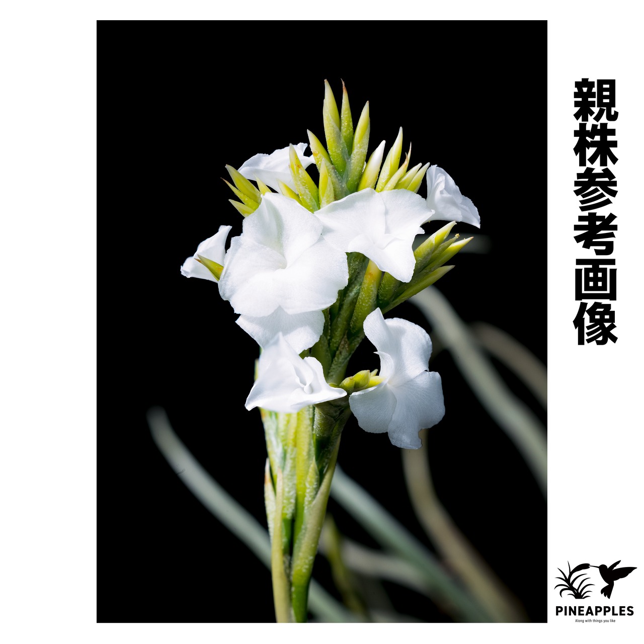 Tillandsia reichenbachii forma. alba 【現品】 - 2