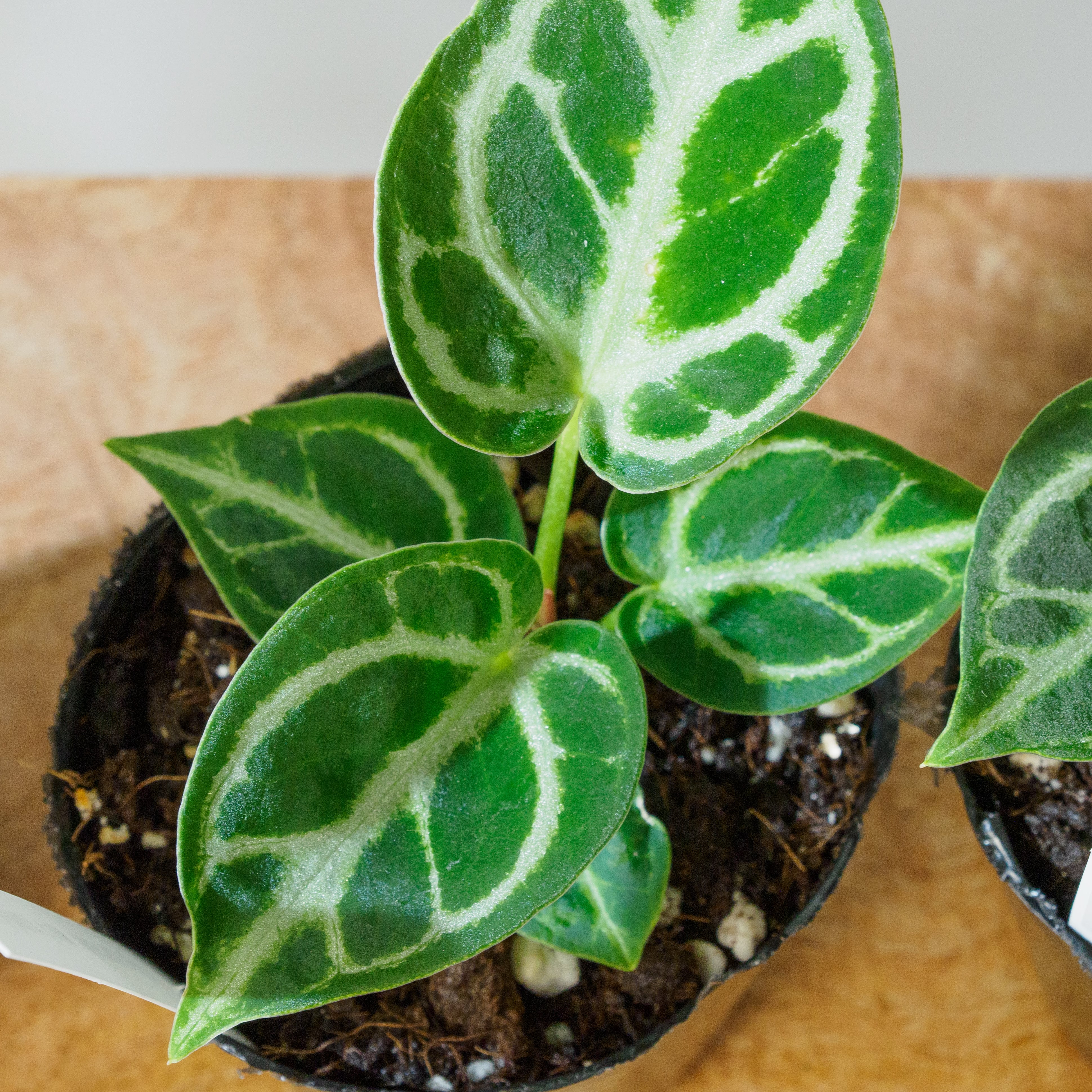 アンスリウム クリスタリナム 'ドラヤキ' 3号ポット 【No.0067～0070