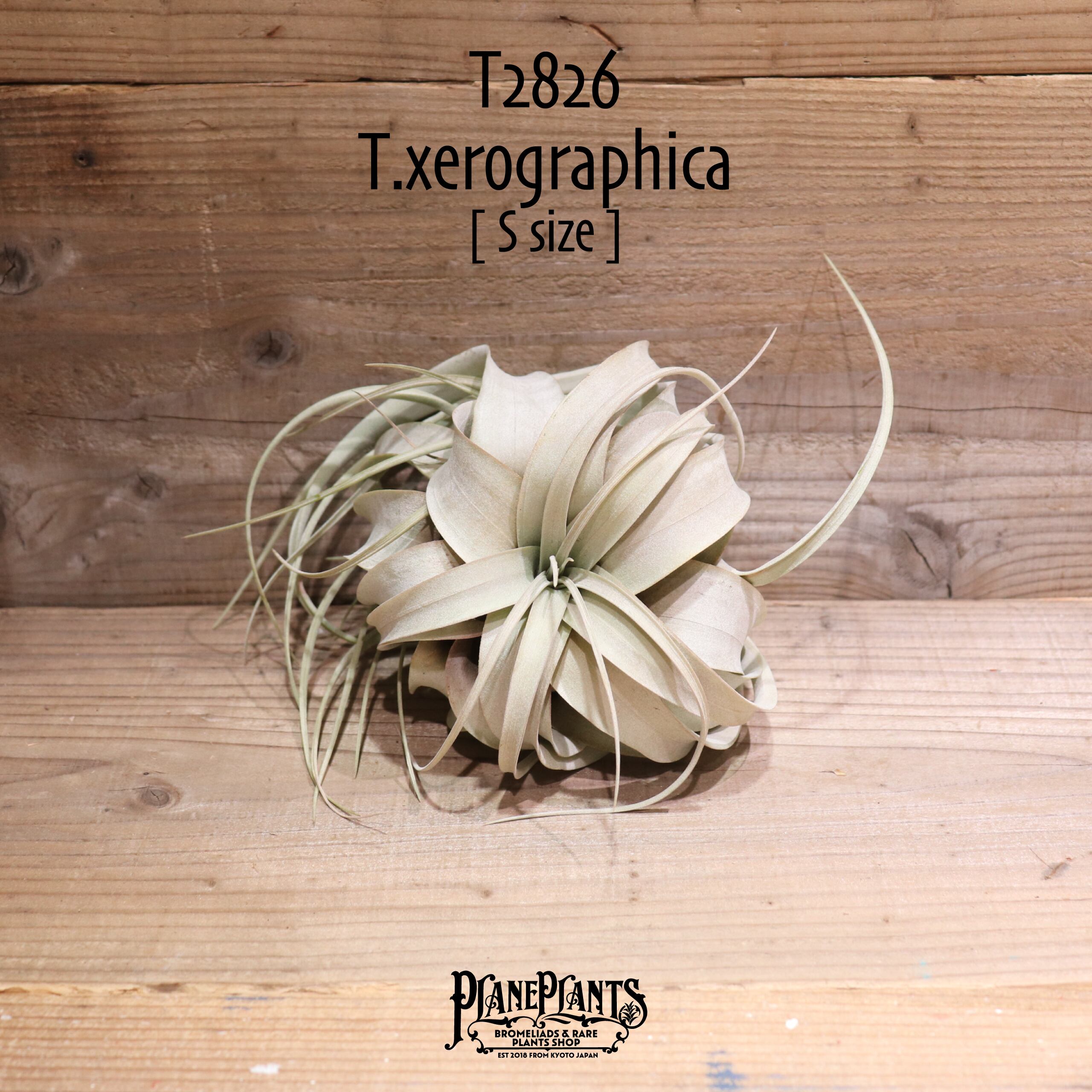 【送料無料】キセログラフィカ S〔エアプランツ〕現品発送T2826