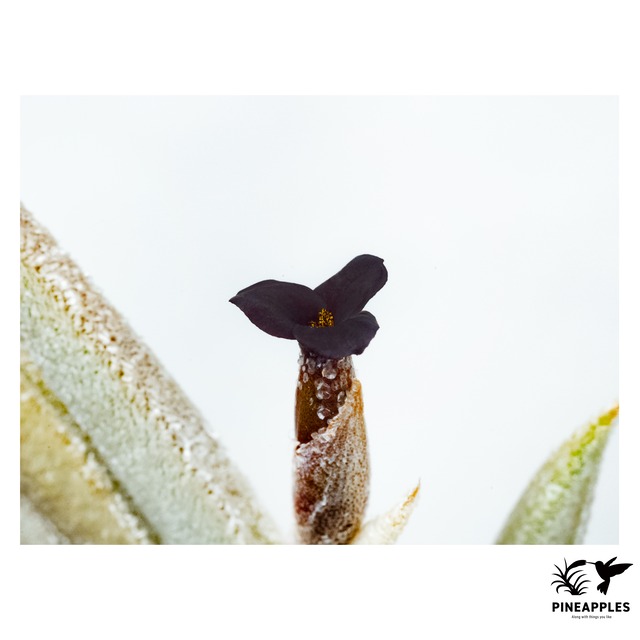 Tillandsia tenebra (Black Flower, HR7257)