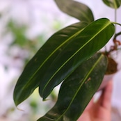 フィロデンドロン パトリシアエ / Philodendron patriciae⑯ / 観葉植物