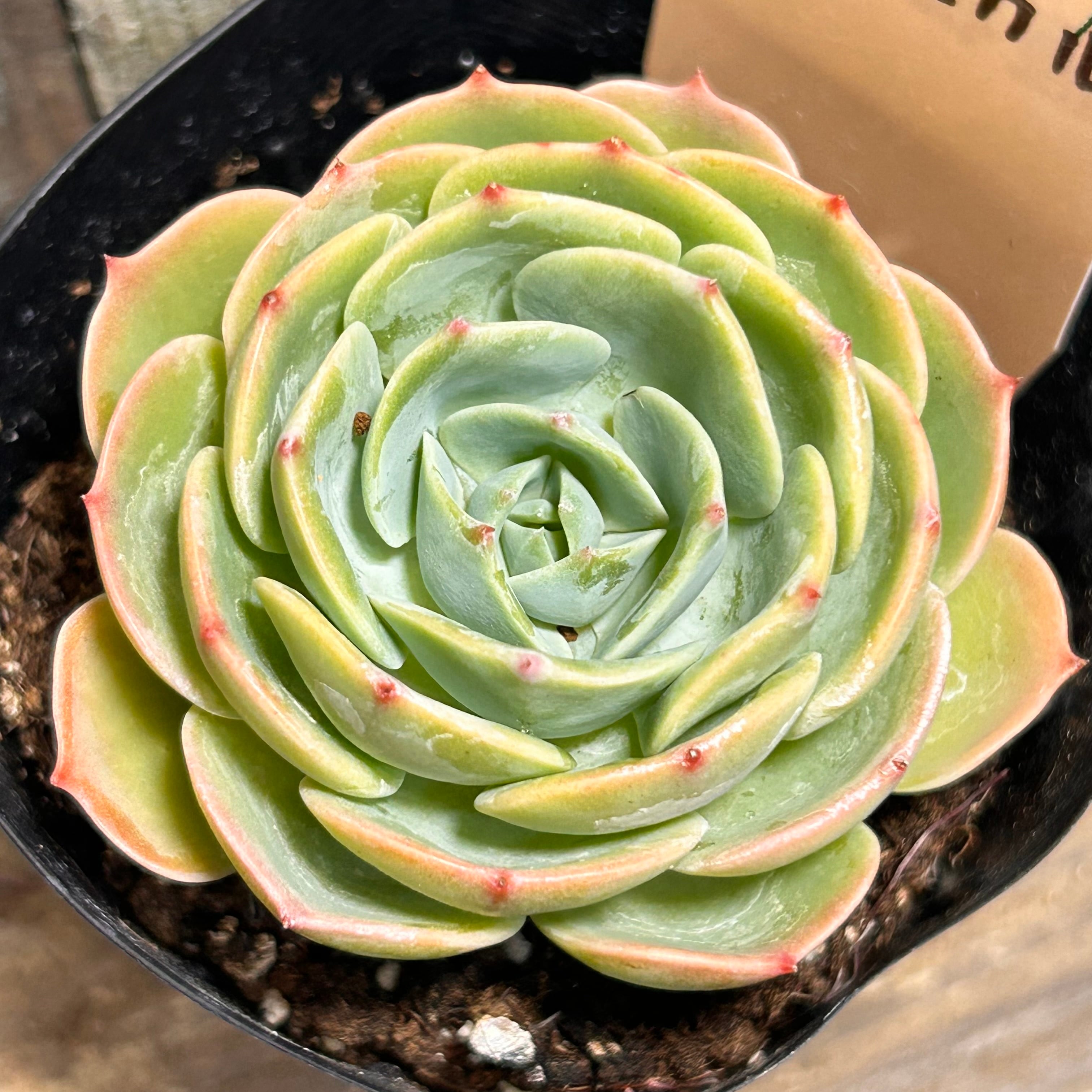 T)カメレオンヘルメット | RuPo 多肉植物専門店
