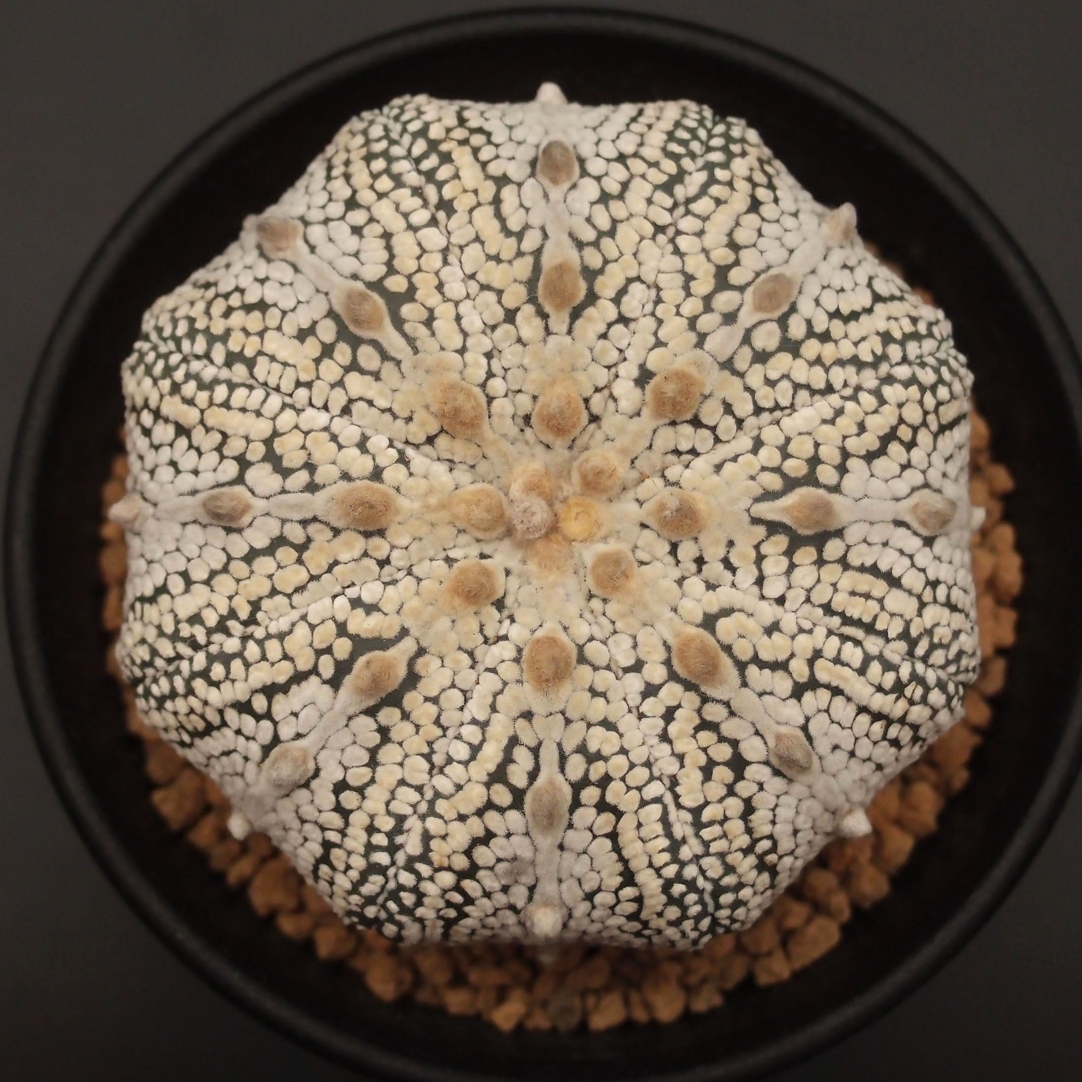 アストロフィツム属 | 万緑 BAN RYOKU