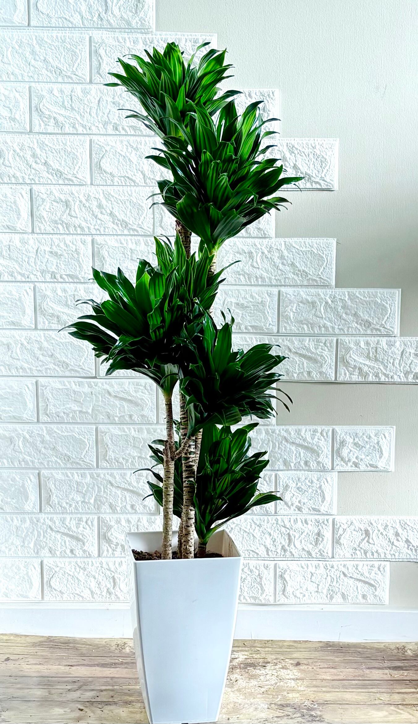 エバーフレッシュ⭐️曲がり | 観葉植物のお店 feerie（フェリエ）