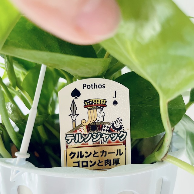 【登録品種】ポトス テルノジャック 観葉植物 吊り下げ calm cafe