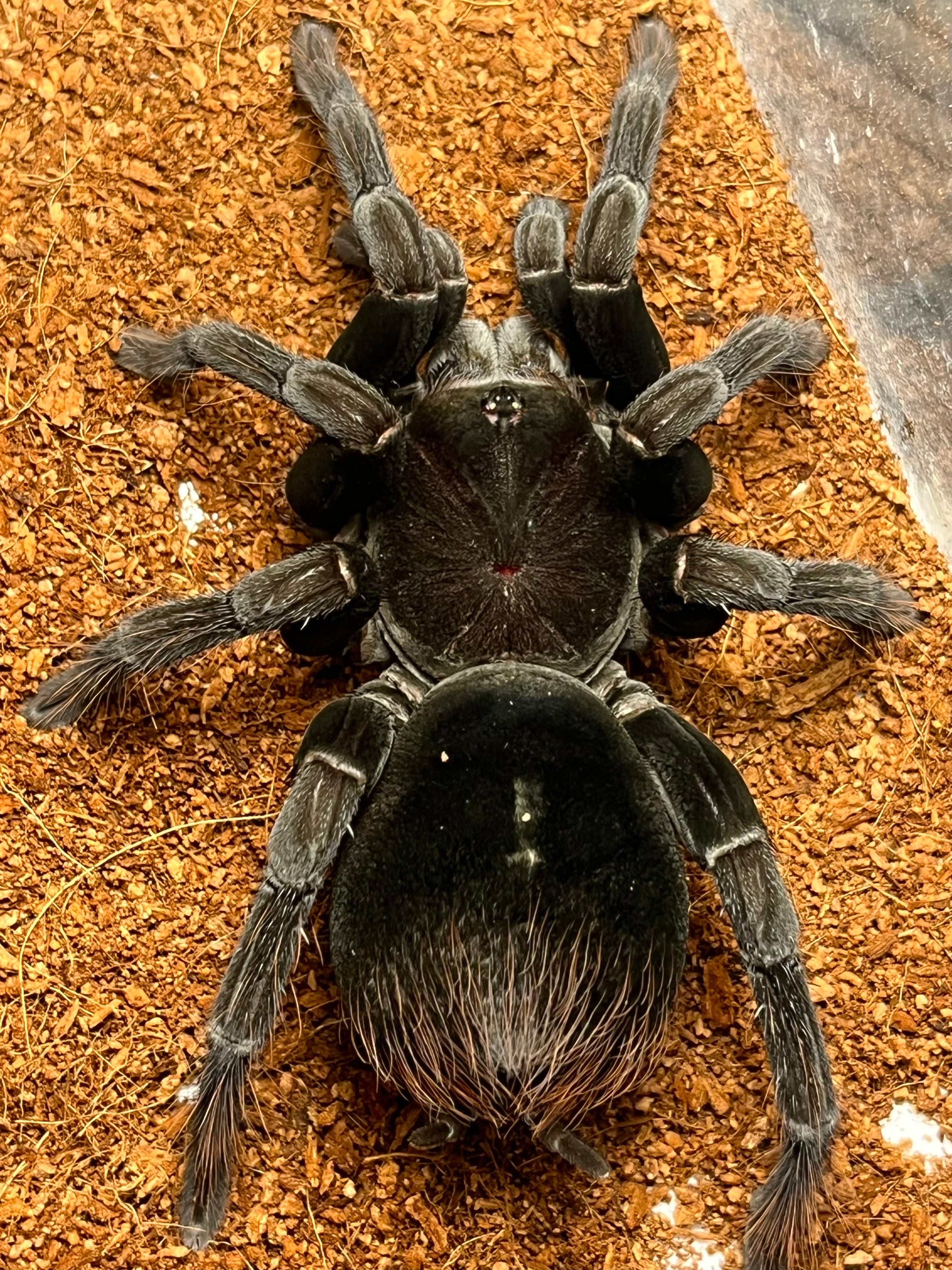 Pamphobeteus | オモニキチュウ