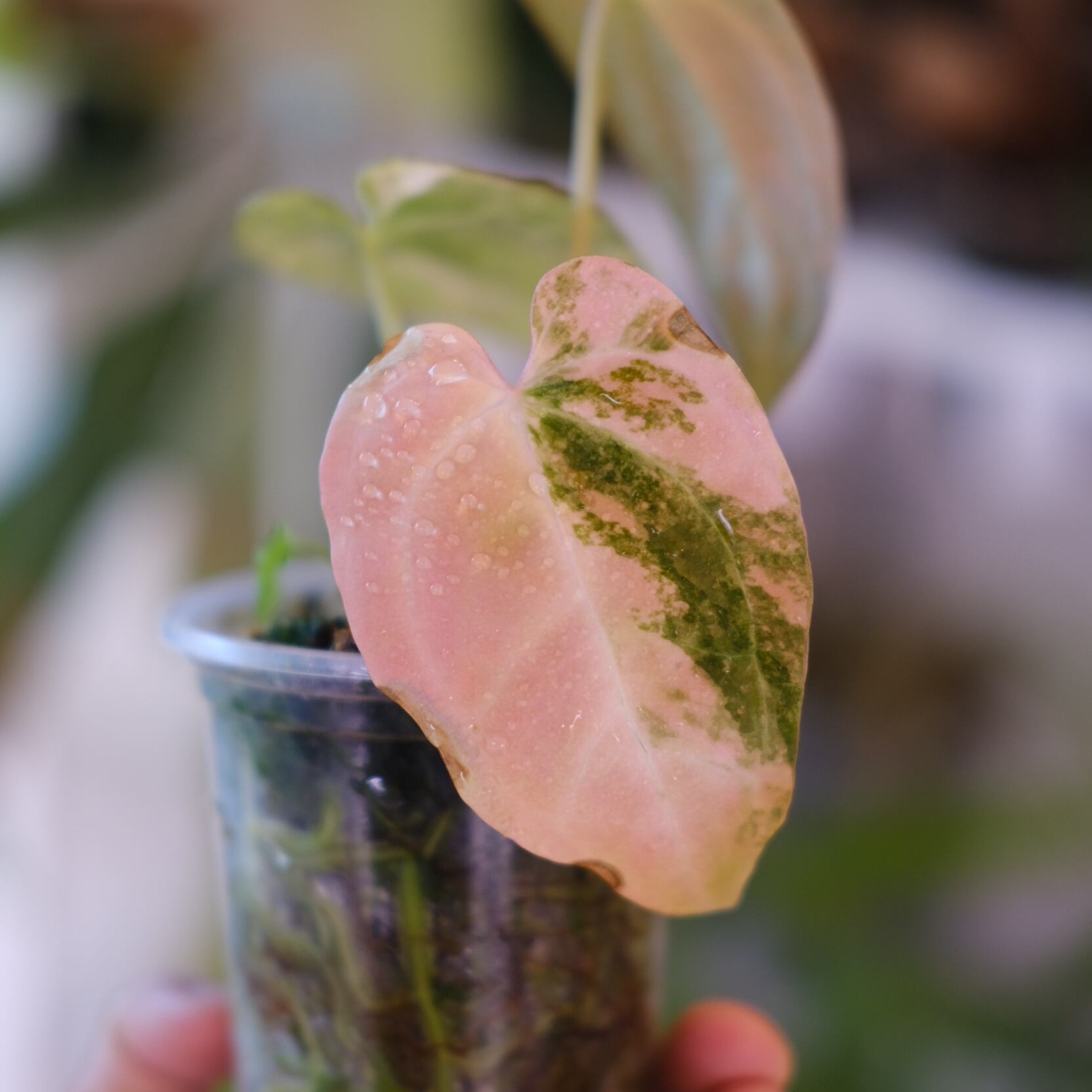 Anthurium (Papillilaminum variegated × Crystallinum Marble) × Red