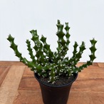 Euphorbia ramulosa【ユーフォルビア・ラムローサ】