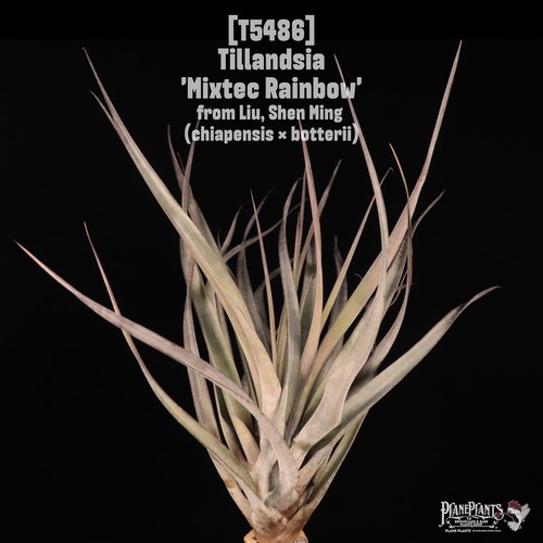 【送料無料】'Mixtec Rainbow'〔エアプランツ〕現品発送T5486