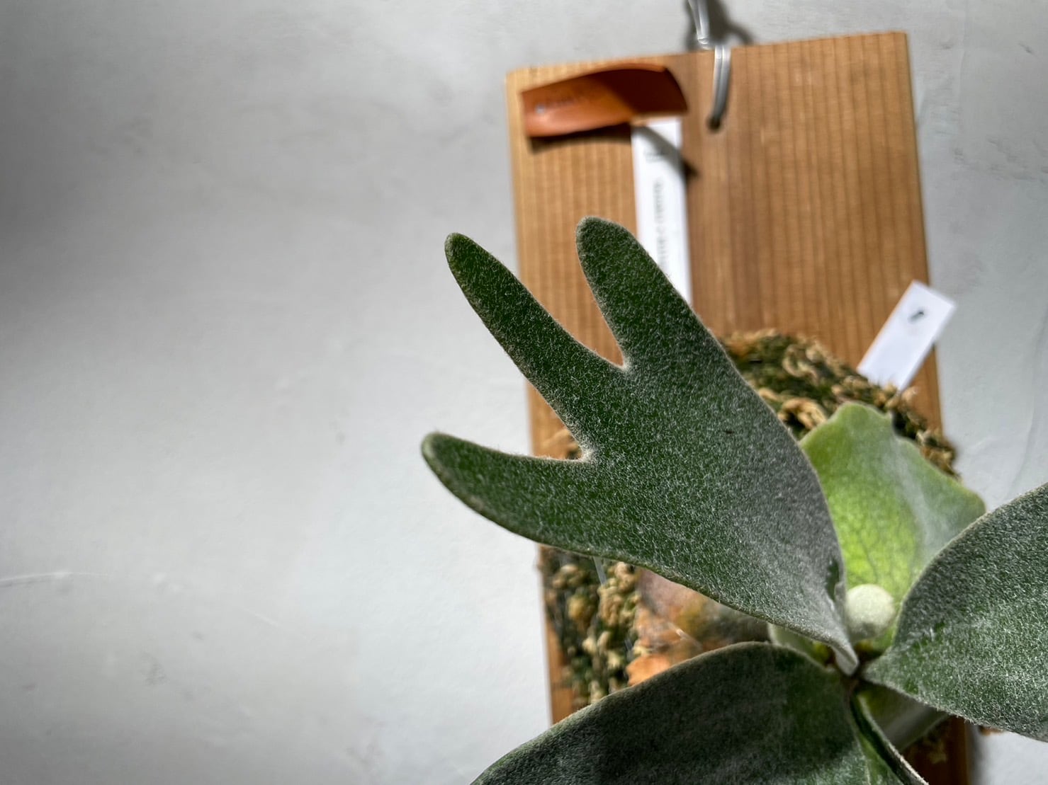 ビカクシダ(ヴィーチー×ウィリンキー)交配種 | Plants.Links