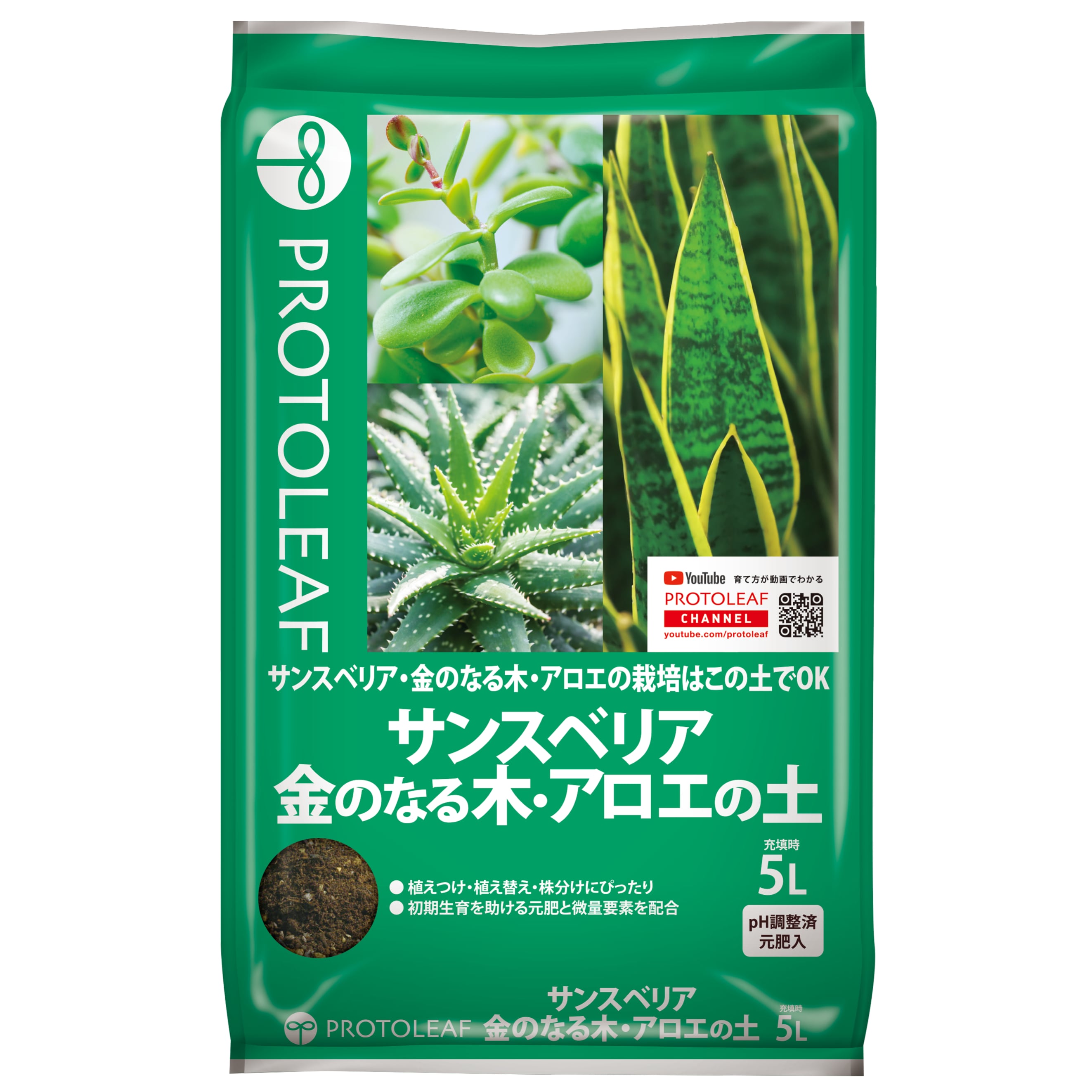 メルカリ便発送☆多肉植物 アロエ属 プラテンシス(実生選抜S5のカキコ