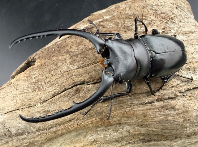 【WF1】《コンフキウスノコギリクワガタ 84mm ペア》