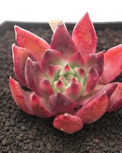 カット苗 フランクレイネルト Echeveria 'Frank Reinelt'