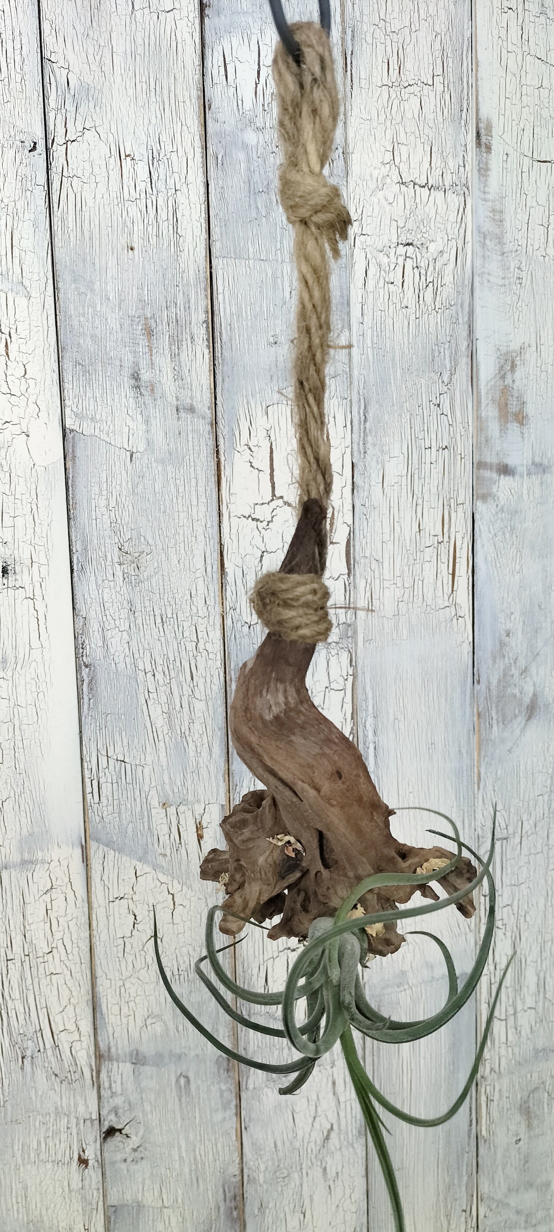 エアープランツ 流木 観葉植物 | 陽華園 エアープランツ 流木 観葉植物 | 陽華園