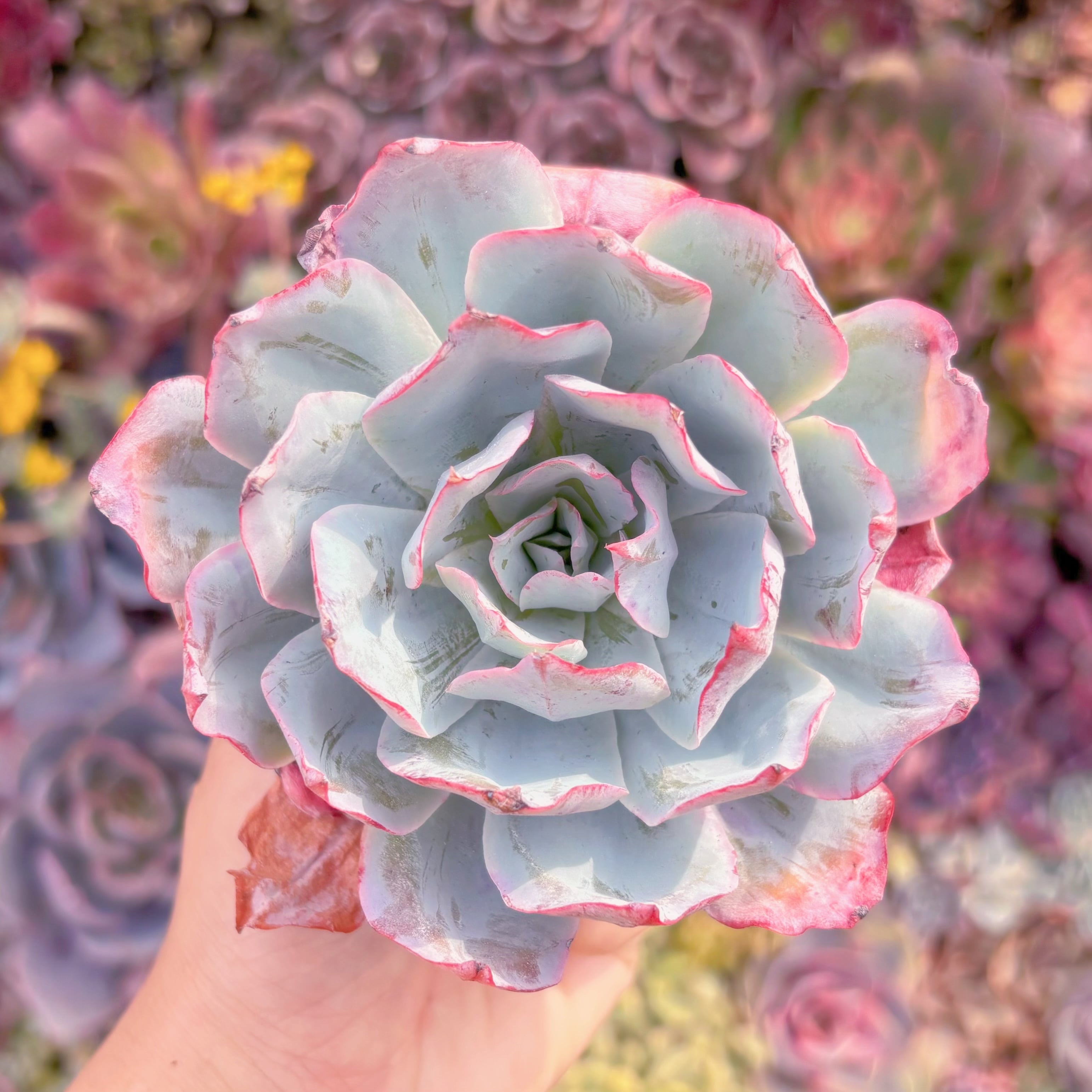 多肉植物　ブルーライト　新入荷　るる農園