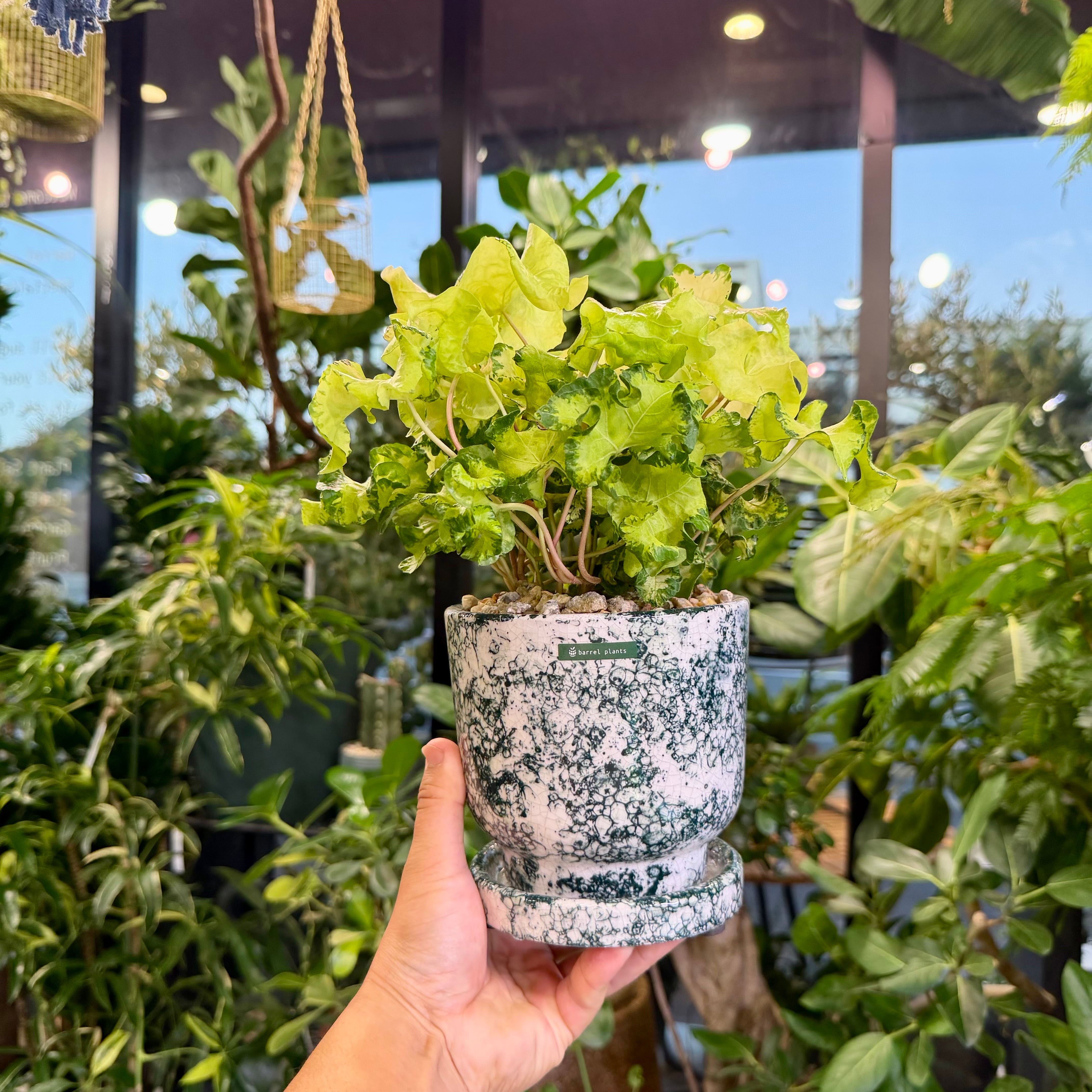 ヘデラムーンライト | barrelplants_BONSAI