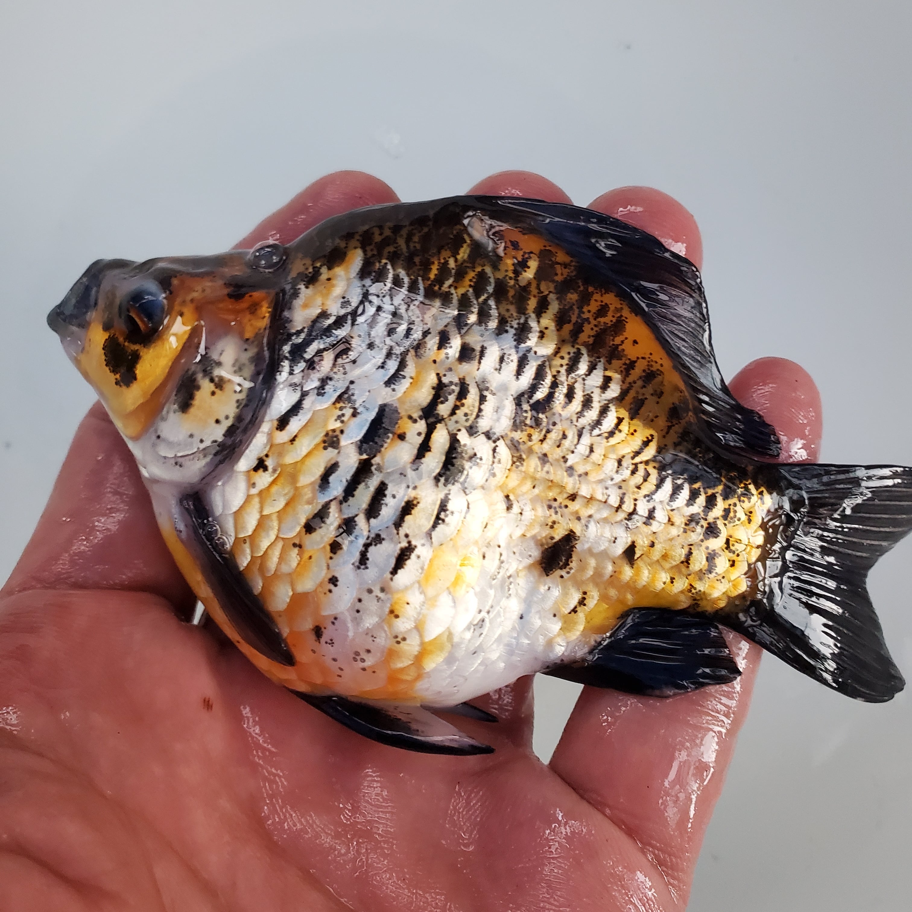 ☆越後玉サバ☆キャリコ玉サバ F-42 | 藤だるま工房（養魚場）