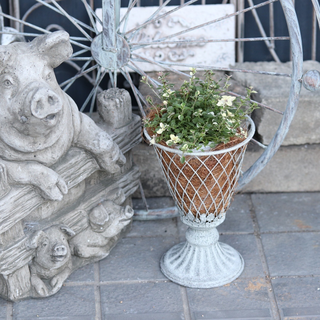 フォックスリータイム　ハーブ　宿根草　寄せ植えにオススメ　カラーリーフ　庭、花壇にオススメ　丈夫　初心者にオススメ　