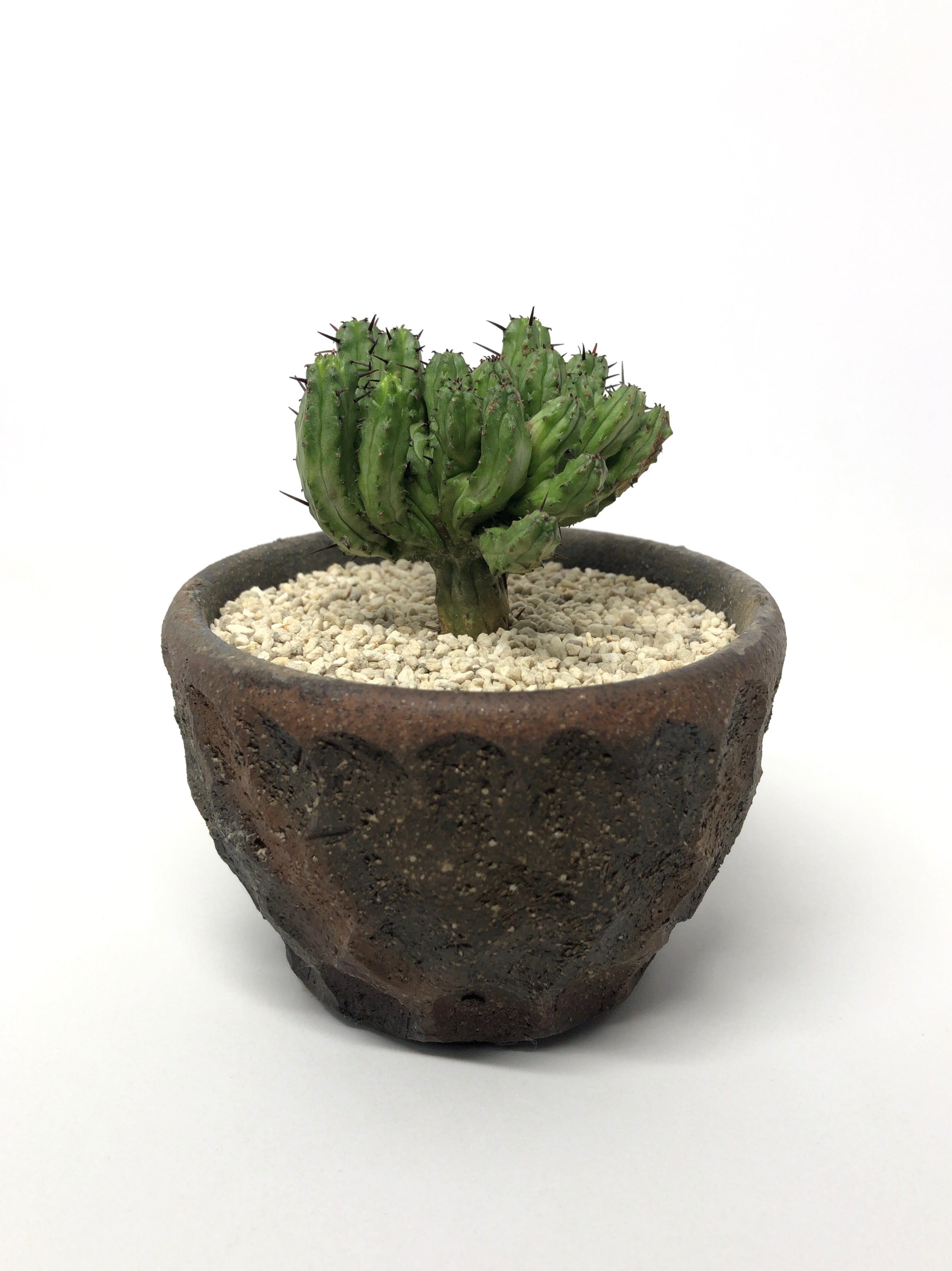 ユーフォルビア・エノプラ（紅彩閣） 綴化