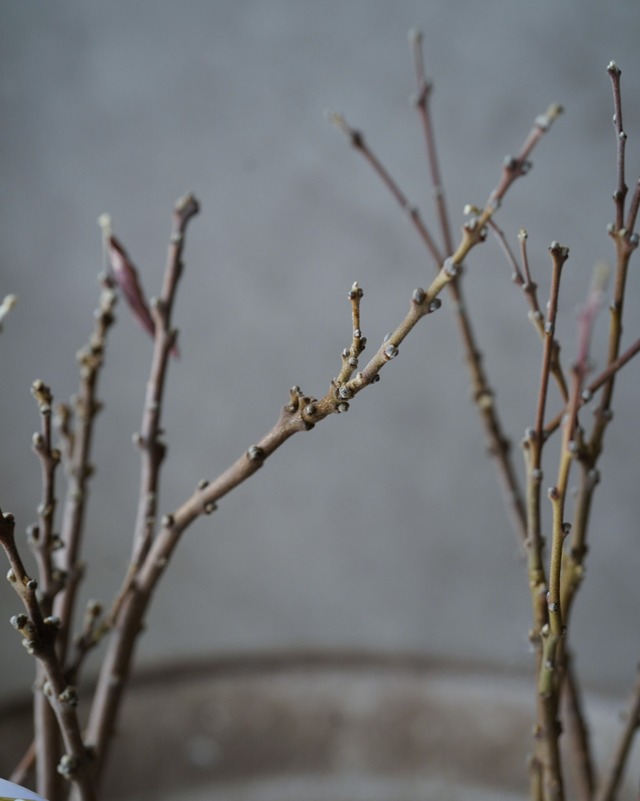 長寿桜　2.5号（ミニポット）