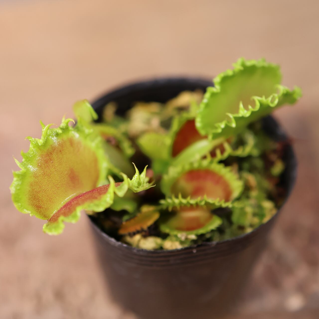 681『ハエトリソウ Dionaea muscipula 'dumpling 』 観葉植物【送料