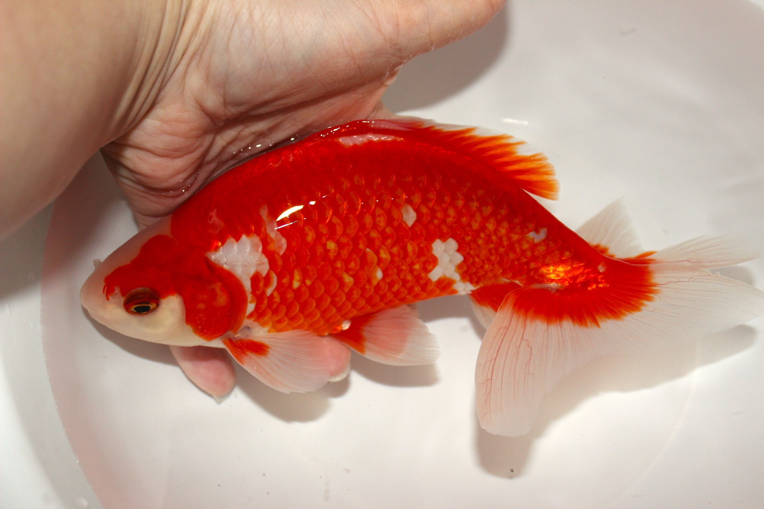 和金　三尾　15〜20センチ　5匹 和金体型 | 金魚専門店 和の美