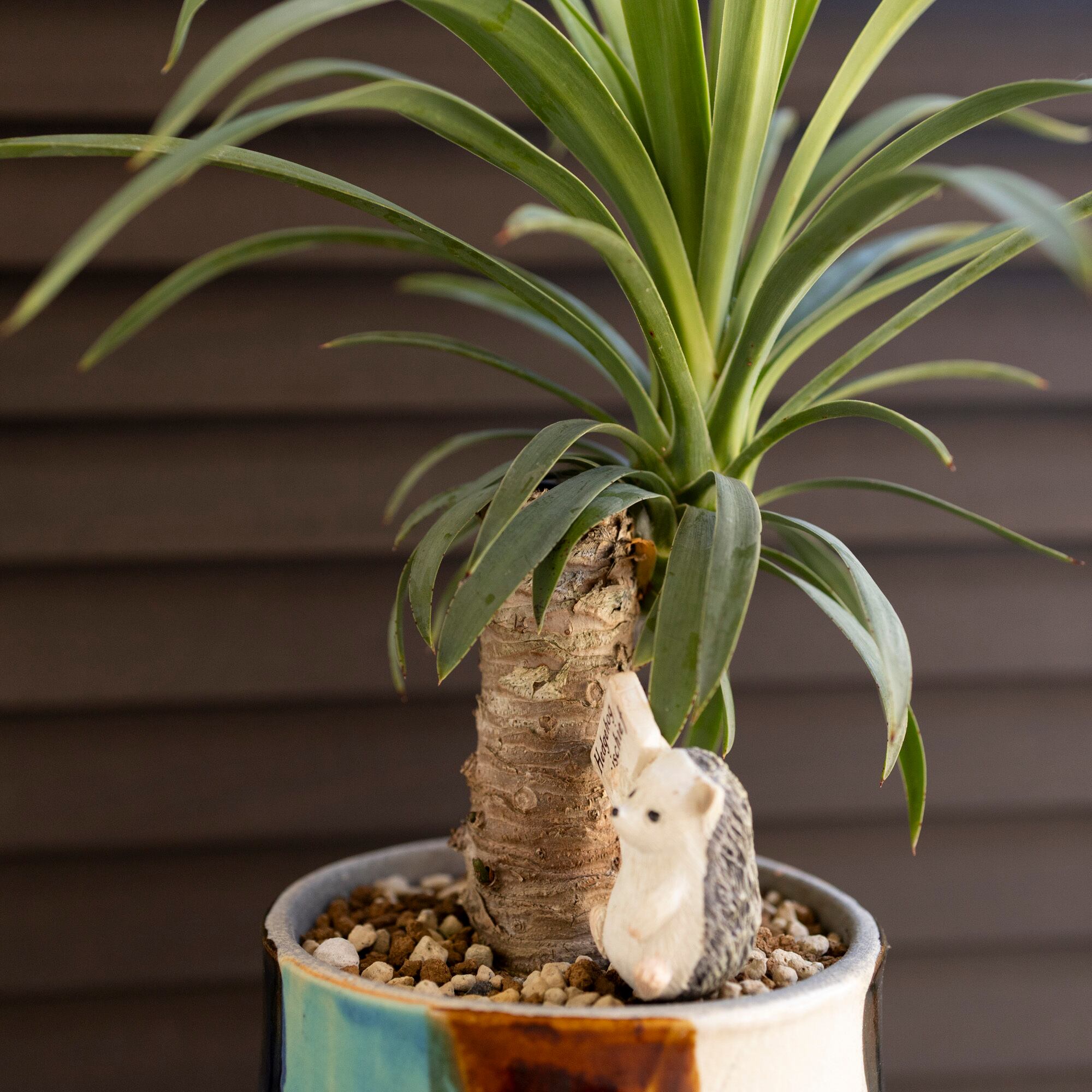 ユッカ デスメティアーナ 胴切り ブランチ 4号 信楽焼 陶器鉢 Yucca