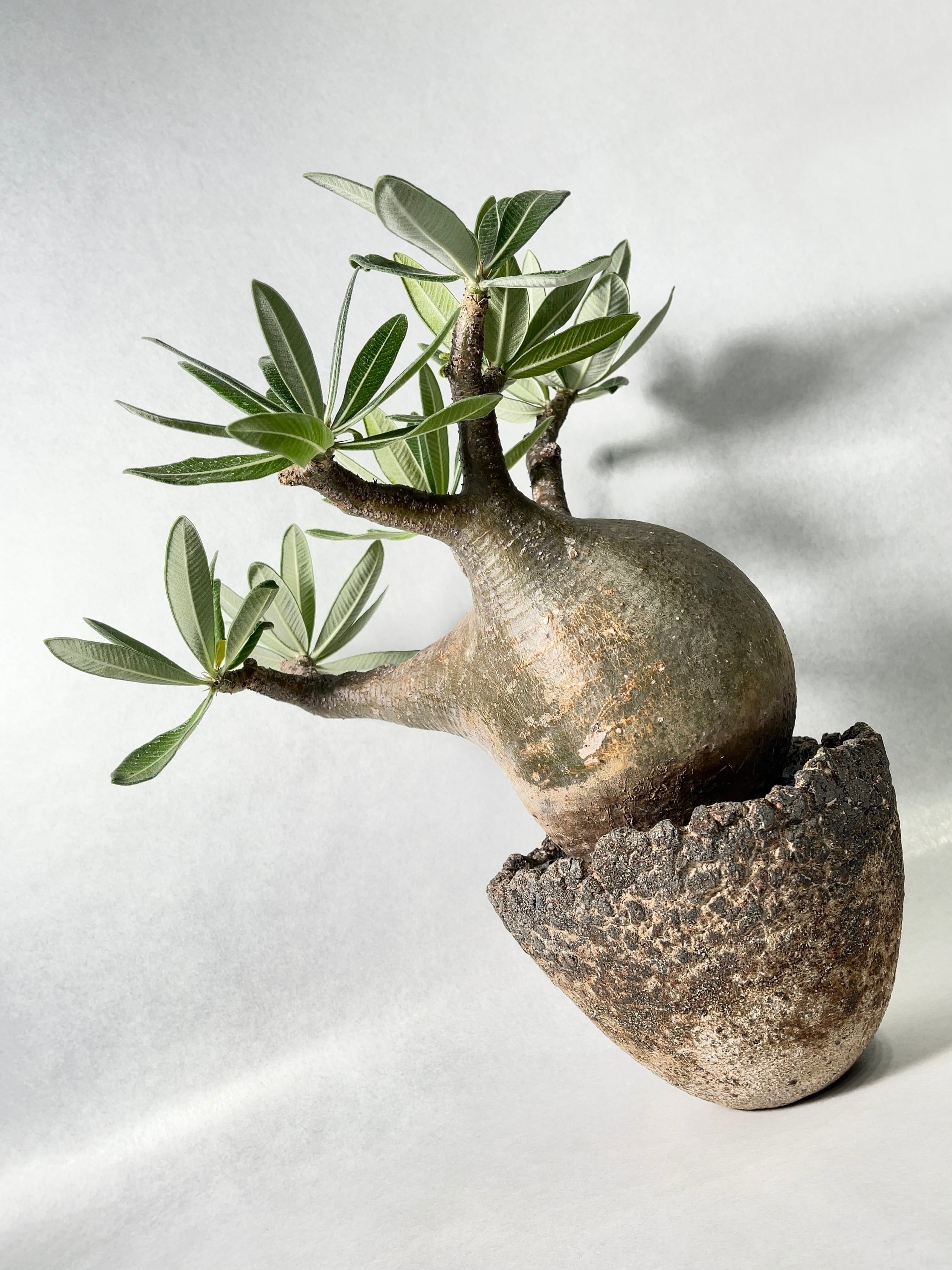 パキポディウム・グラキリス現地球、鉢作家：姫野翔太 【公式通販】