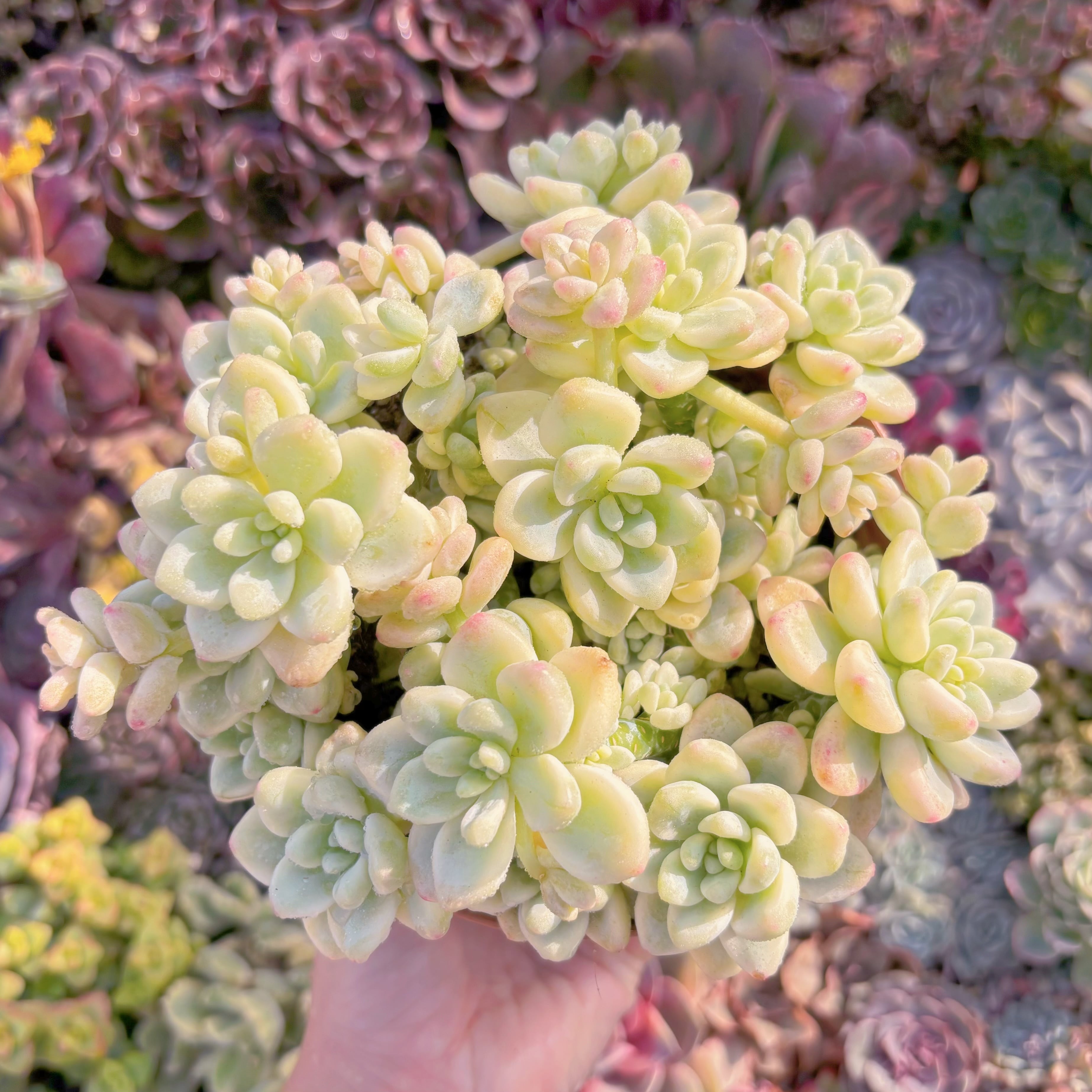 現品　ラウル錦#K030　希少　美苗　新入荷　るる農園