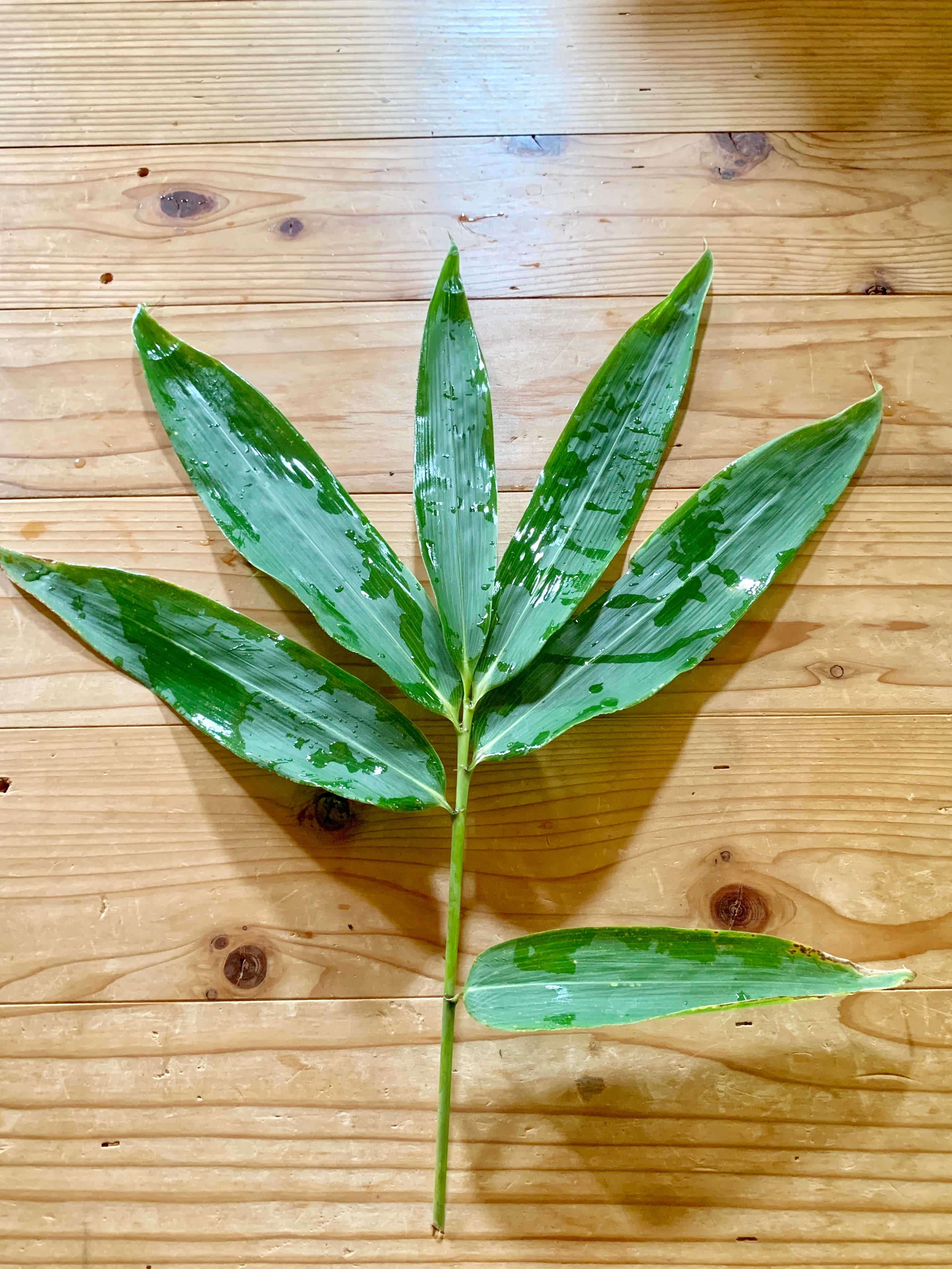 隈笹之図 花瓶 隈笹之図 花瓶