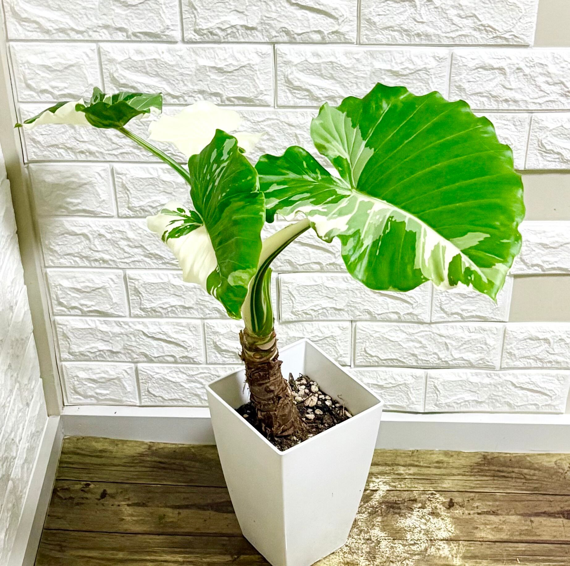 斑入りクワズイモ⭐️幹上がり | 観葉植物のお店 feerie（フェリエ）