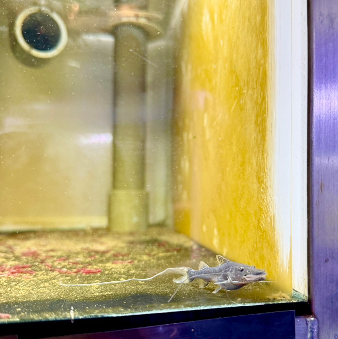 ドラドキャット - 3