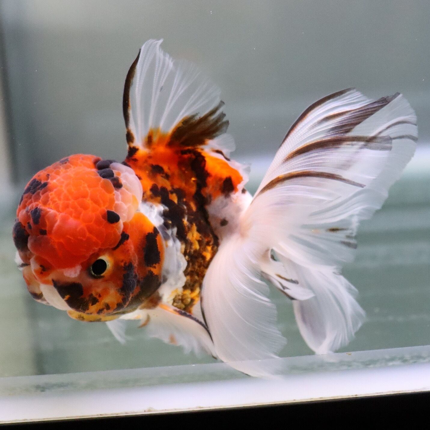 金魚様専用ページ 金魚ネイル(金魚)のネイルデザイン(42ページ目