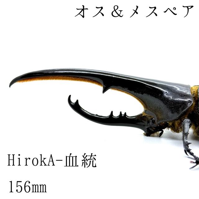 156㎜＆67㎜  / 成虫 / オス＆メスペア / ヘラクレスオオカブト