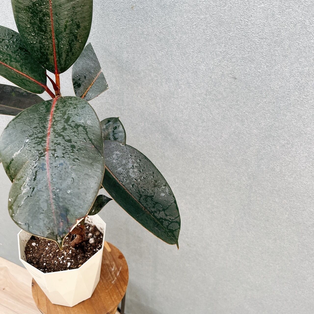 現品］フィカス バーガンディ 曲がり 5号 観葉植物 室内 おしゃれ