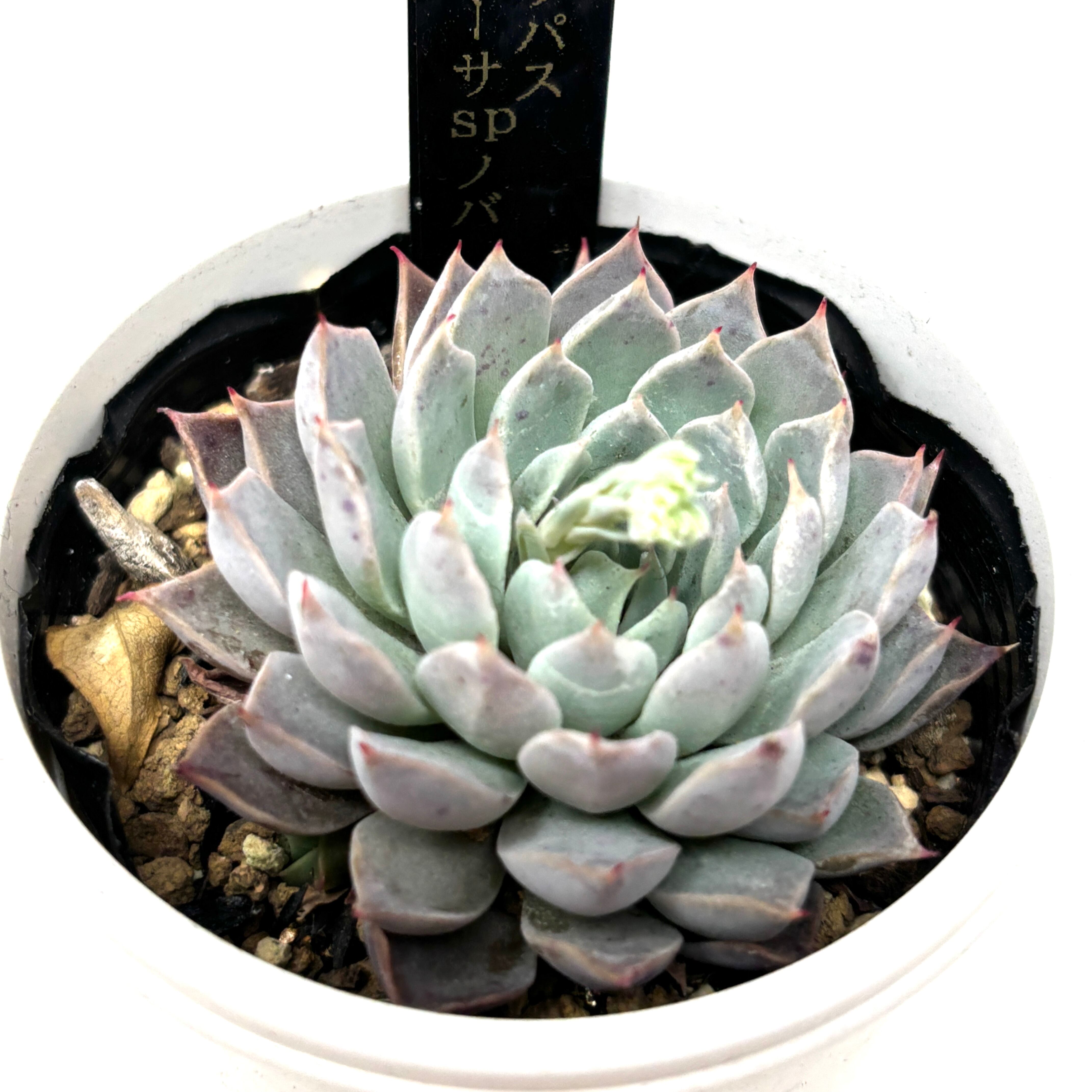 AJ多肉さん苗 エケベリア ヒアリナラパス × ザラゴーサSPノバ【860】