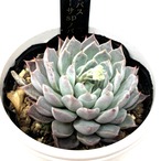 AJ多肉さん苗 エケベリア ヒアリナラパス × ザラゴーサSPノバ【860】