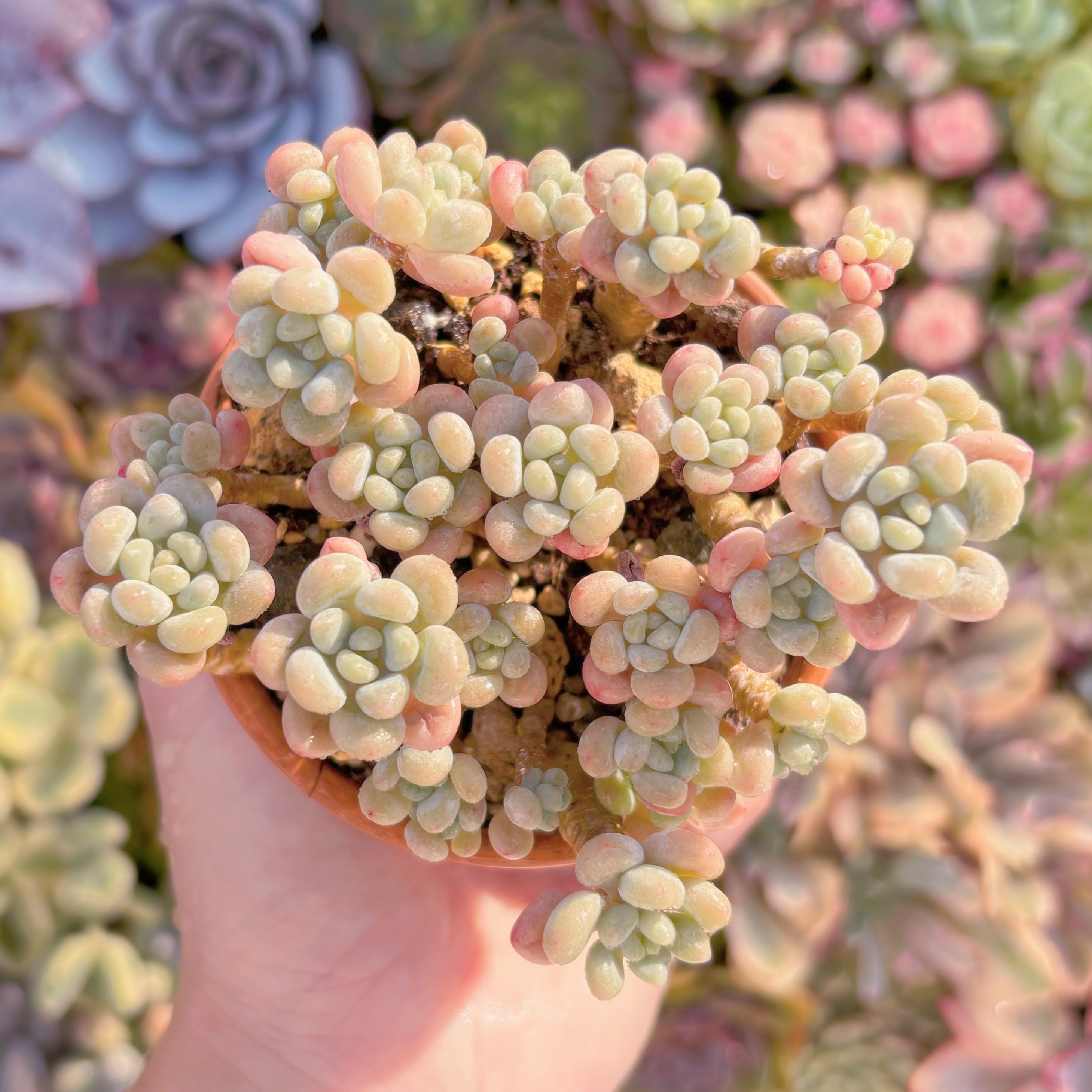 現品　キャビア#A22　群生　新入荷　るる農園