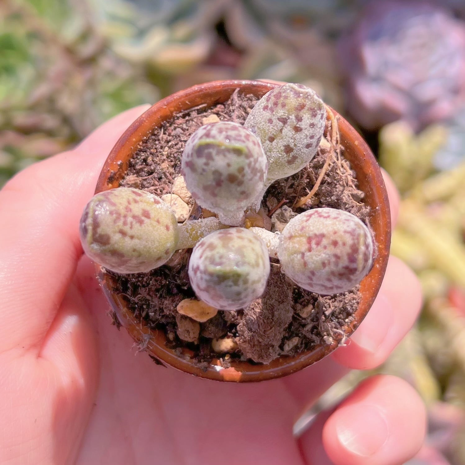 現物　アザラシ#896　るる農園