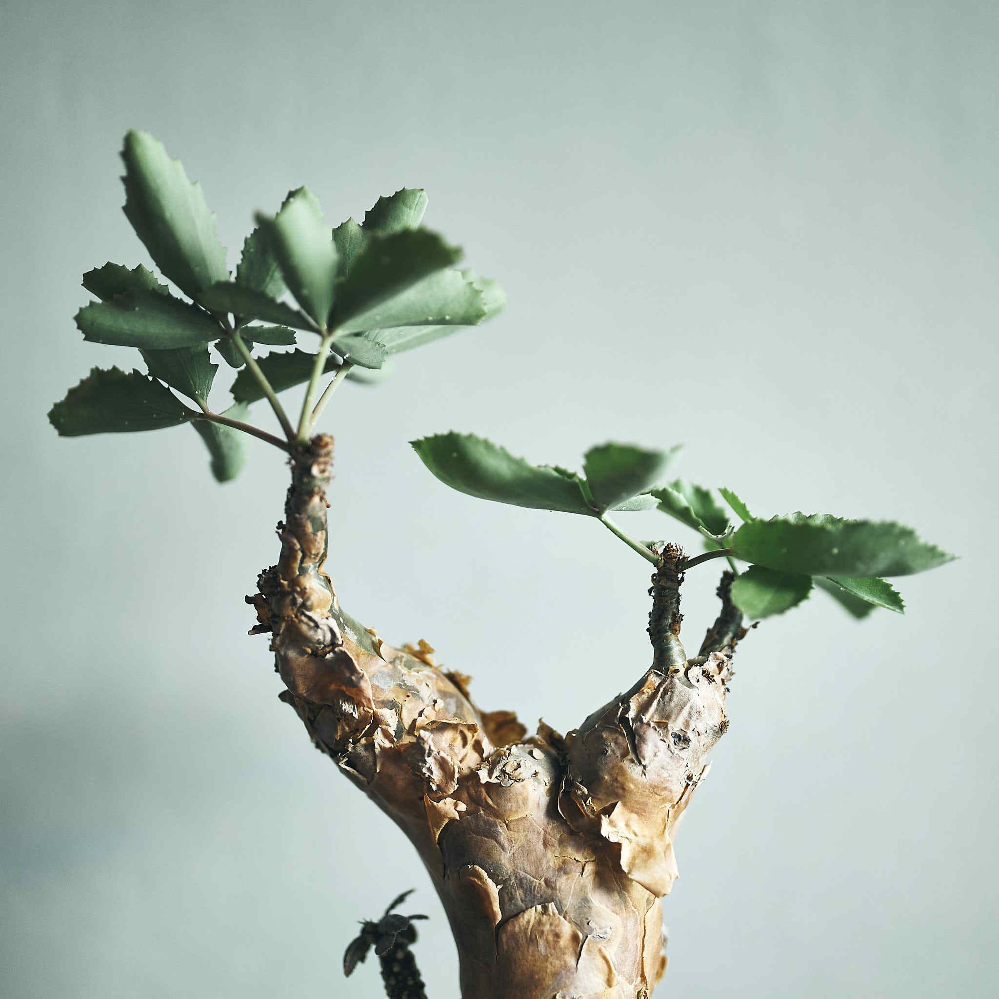 Cyphostemma betiforme キフォステンマ ベティフォルメ | いい日