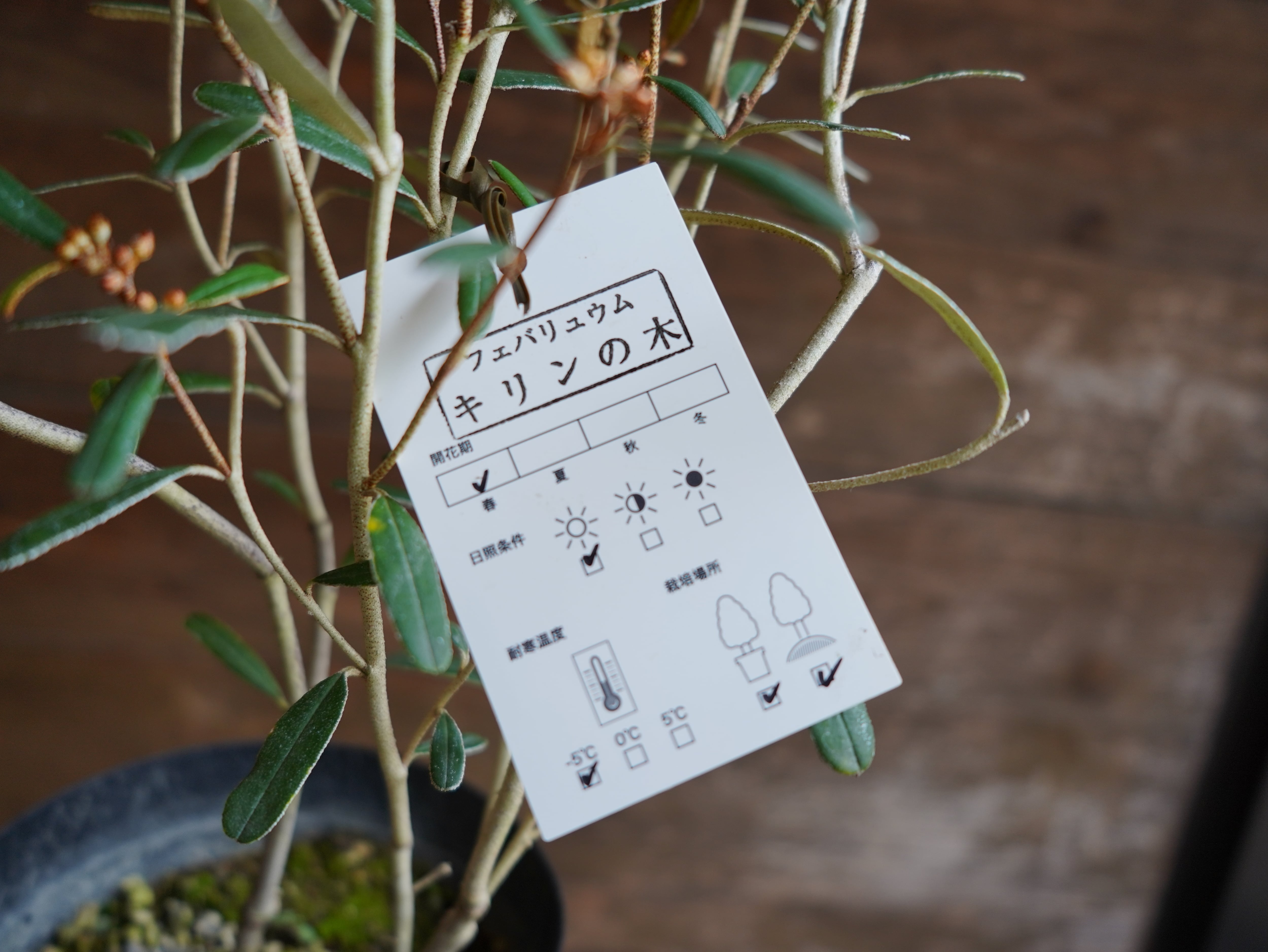 【現物】フェバリウム　A