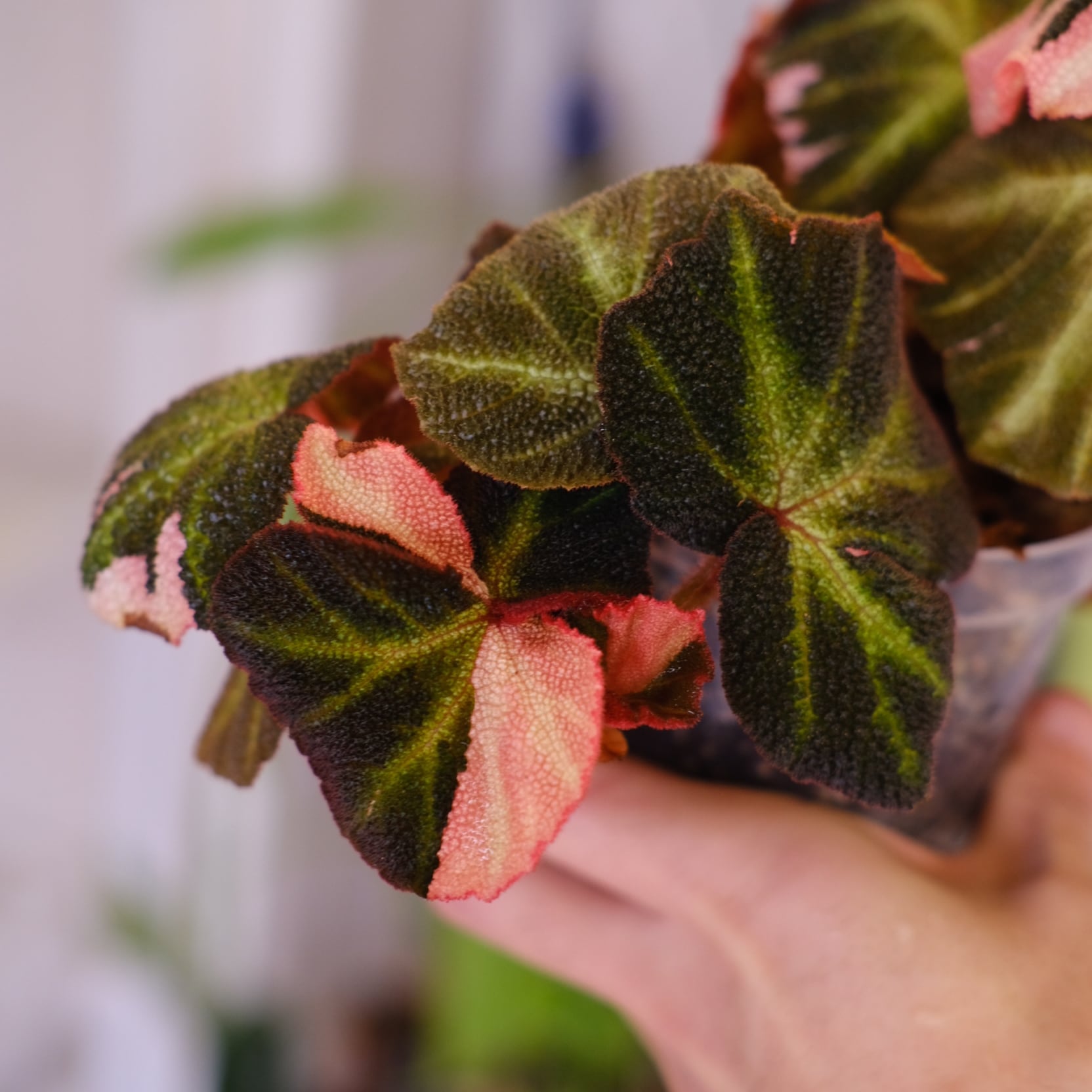 Begonia soli mutata Variegated│ベゴニア ソリムタータ バリエガータ