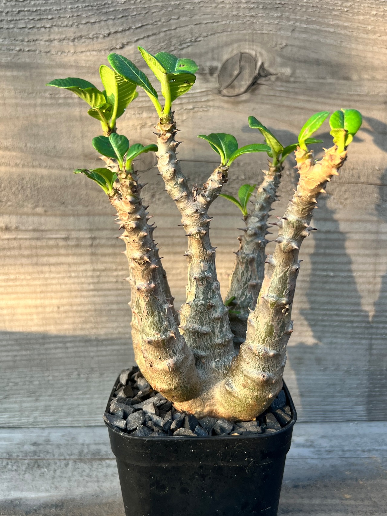 パキポディウム ウィンゾリー 多頭 タイ実生株②