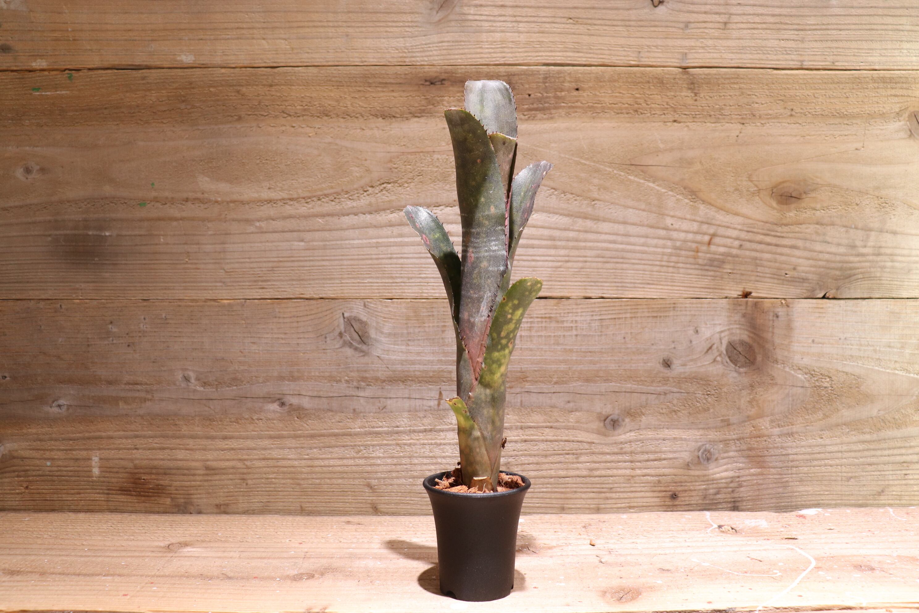 送料無料】Billbergia 'Incendiary delight'〔ビルベルギア〕現品発送