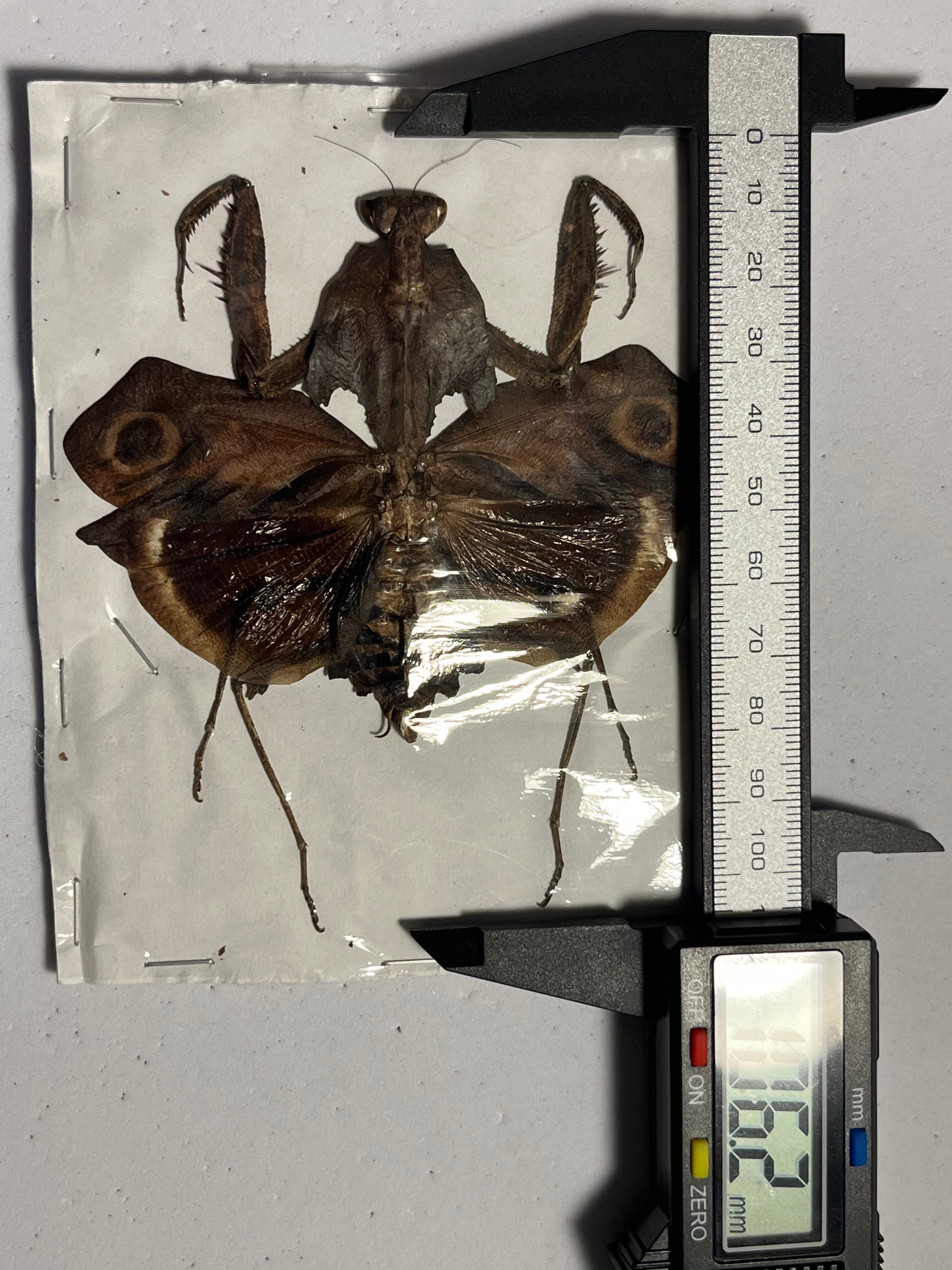 メダマカレハカマキリ 標本 マンティスタランチュラムカデセンチピード
