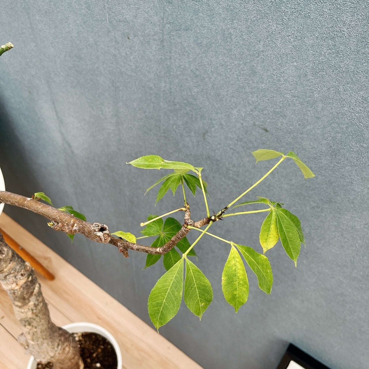 現品］☆珍しい☆ 19番 トックリキワタ 8号 南米桜 観葉植物 レア 徳利