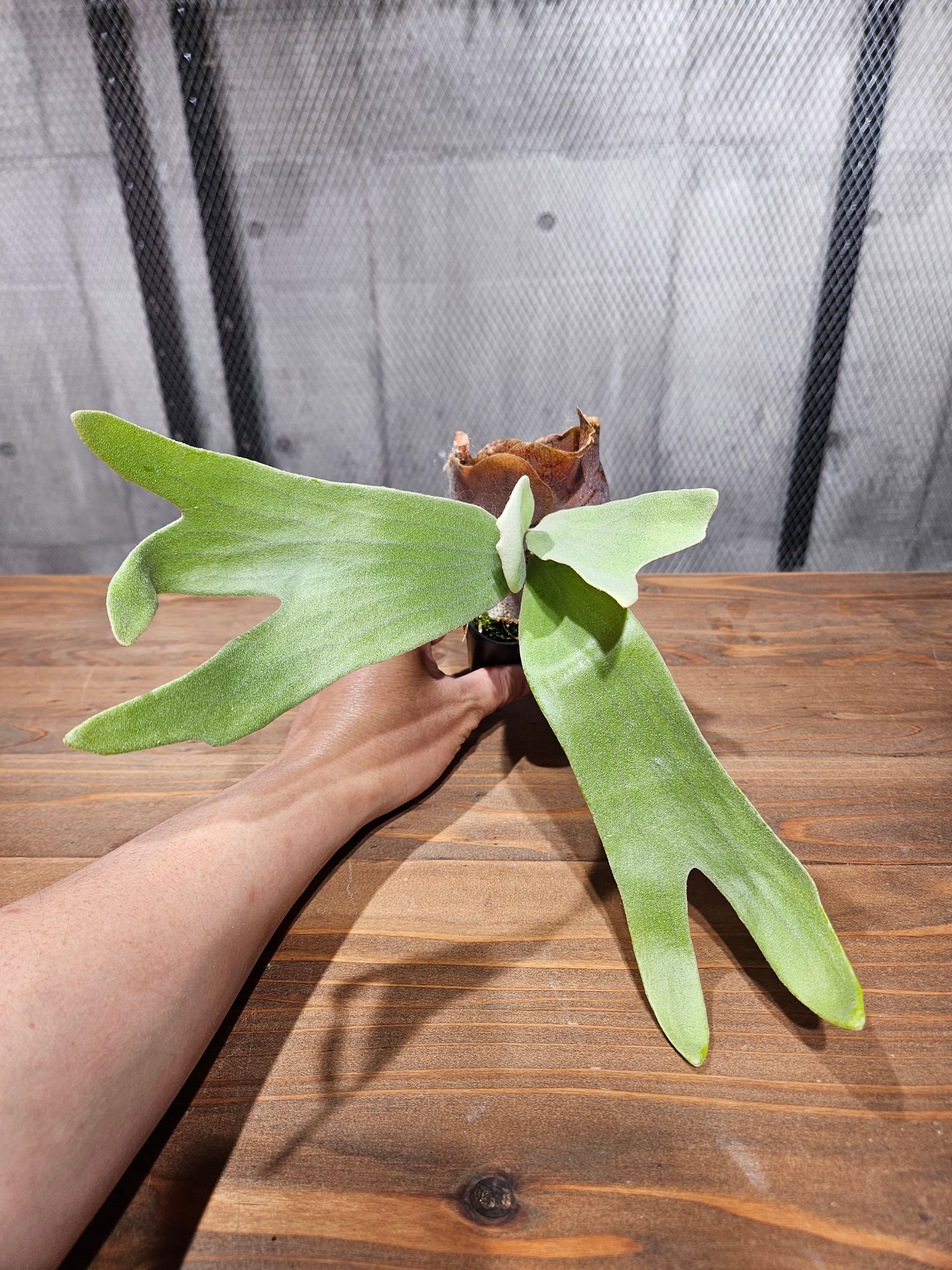 P. White House #2 【artPLANTs/PLANTS GARAGE】 ビカクシダ