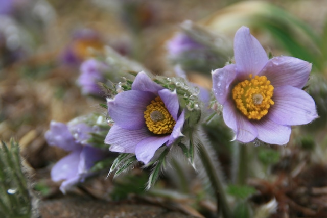 洋種オキナグサ（洋種翁草）７、５ｃｍ〜９ｃｍポットの画像